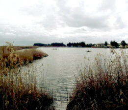 SARISEKİ SULAK ALANI TEHLİKE ALTINDA!